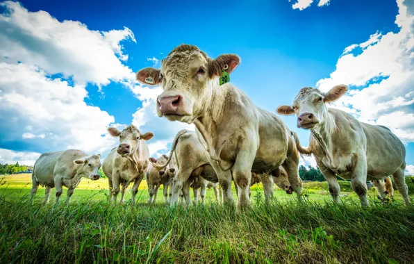 Summer, nature, cattle