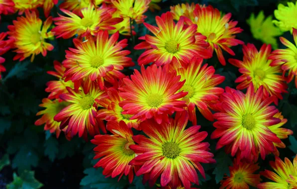 Picture flowers, chrysanthemum, bokeh, red - yellow, krypnym plan