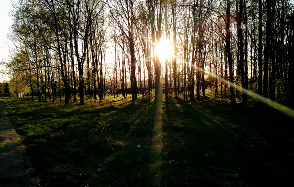 Picture forest, the sun, sunset