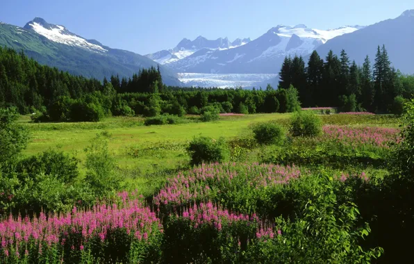 Snow, trees, flowers, mountains, Alaska, meadow