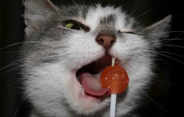 Food, cat, oops, funny, Animals