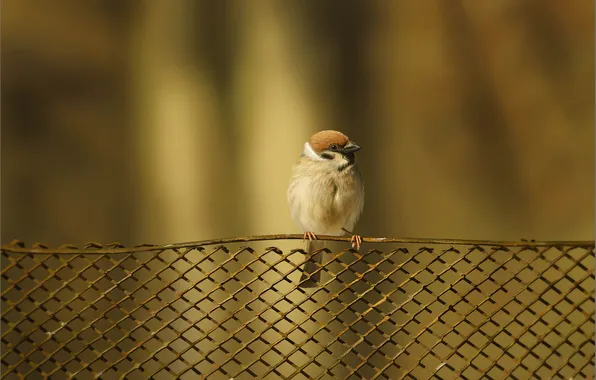 Picture bird, the fence, grille, art, Sparrow