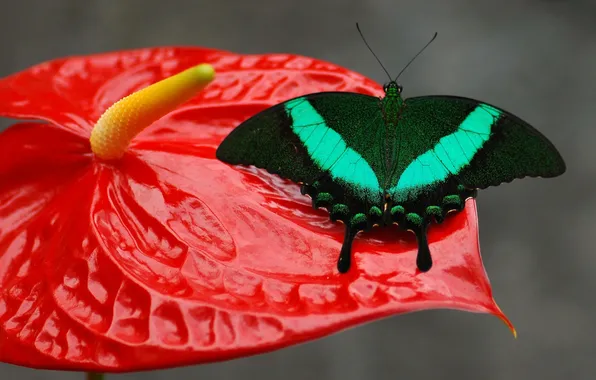 Flower, pattern, butterfly, wings