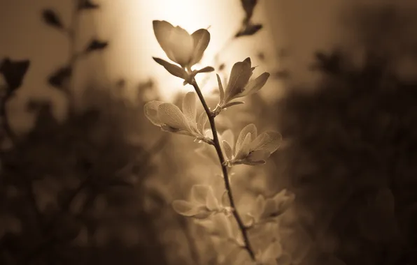 Picture light, ray, Flower, petals, stem, Sepia