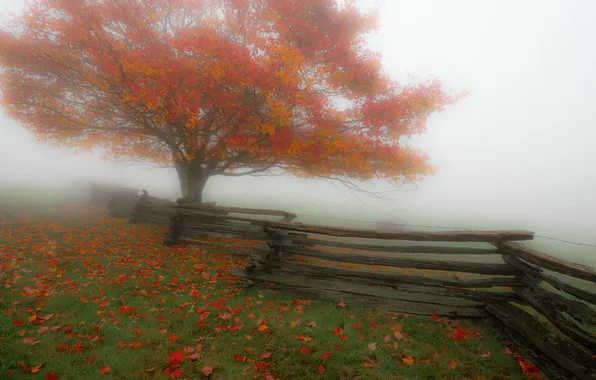 Fog, tree, the fence