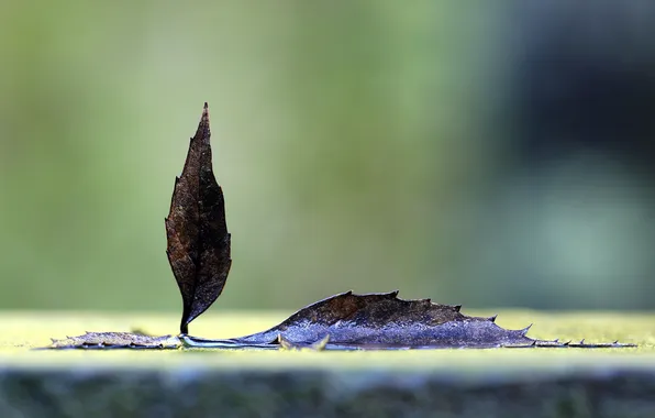 Autumn, leaves, macro, photo, leaf, autumn photos, Lisicki