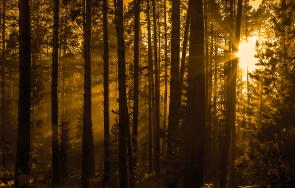 Picture forest, summer, Nature, Sepia, pine, the rays of the Sun