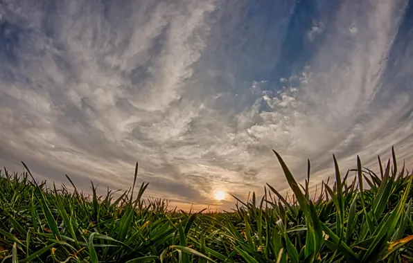 The sky, grass, the sun, clouds