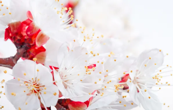 Macro, cherry, spring, flowering