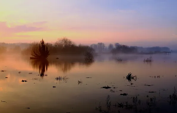 Picture the sky, trees, fog, dawn, pond, nature wallpaper