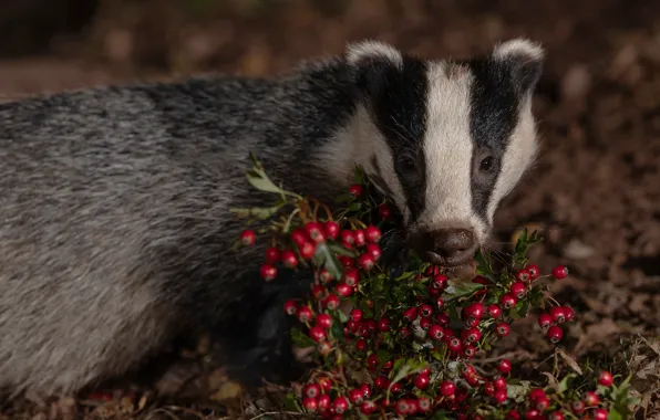 Look, face, berries, the dark background, portrait, fruit, badger