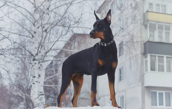 Picture winter, snow, home, Doberman, Russia, birch