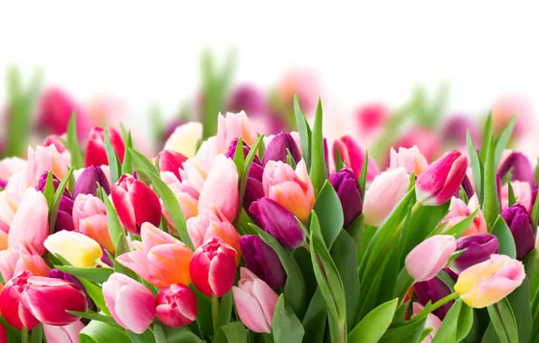 Flowers, blur, spring, colorful, tulips, colorful, flowers, beautiful