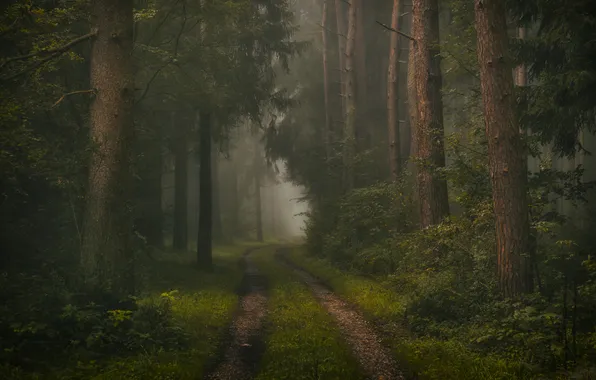 Road, forest, trees, fog, Germany