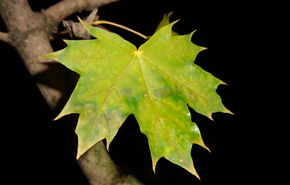 Autumn, night, Rosa, maple leaf, beauty in simplicity, author's photo by Elena Anikina