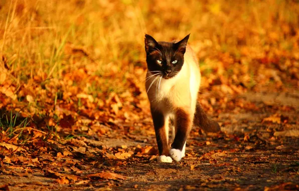Autumn, cat, cat, look, leaves, light, glade, foliage