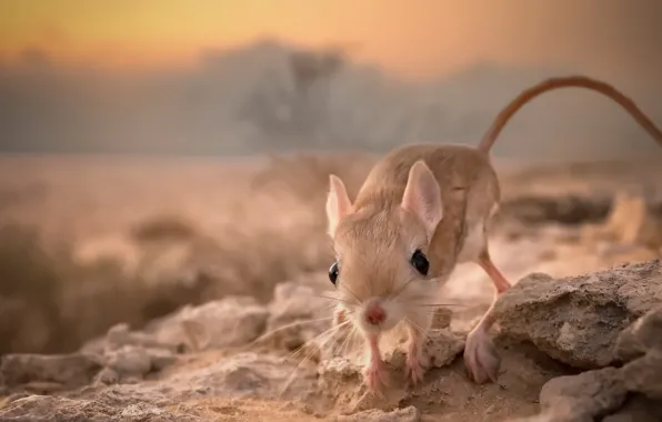 Picture nature, background, jerboa