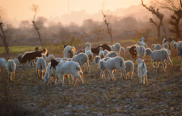 Field, light, trees, fog, dawn, sheep, morning, pasture