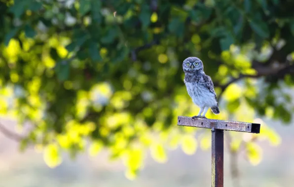Look, nature, tree, owl, bird, foliage, post, bokeh