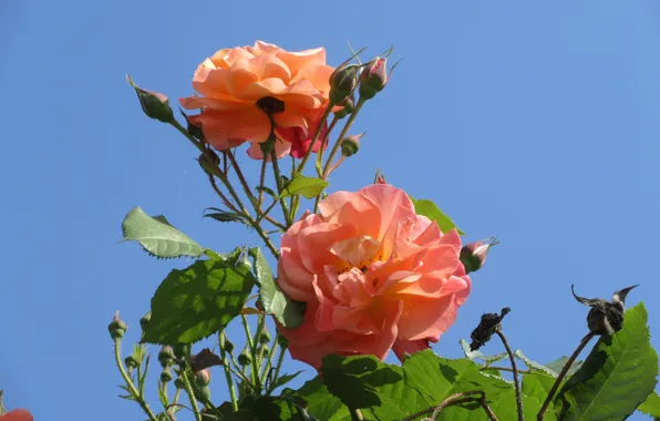 Flowers, The sky, Bush, Buds, Roses, Orange, Meduzanol ©, Summer 2018