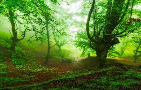Forest, fog, slope, Spain, Basque Country