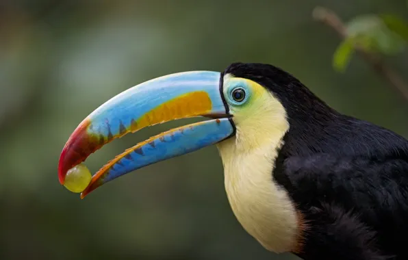 Bird, beak, grapes, Toucan