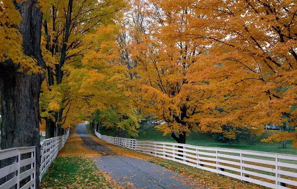 Road, autumn, trees, foliage, the fence