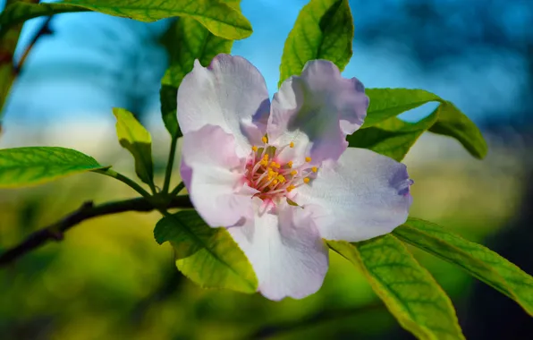 Picture flower, leaves, nature, petals, branch, flowering