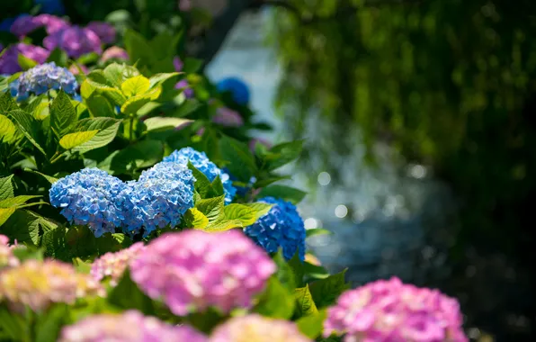 Greens, leaves, pink flowers, blue flowers