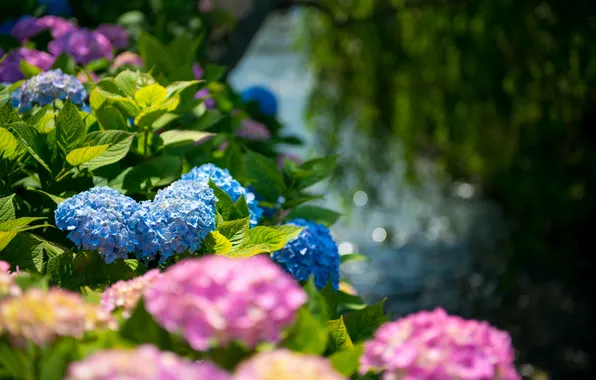 Picture greens, leaves, pink flowers, blue flowers