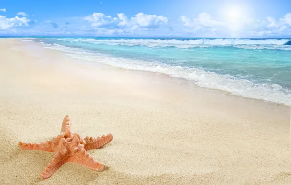 Picture beach, sea, sun, sand, starfish