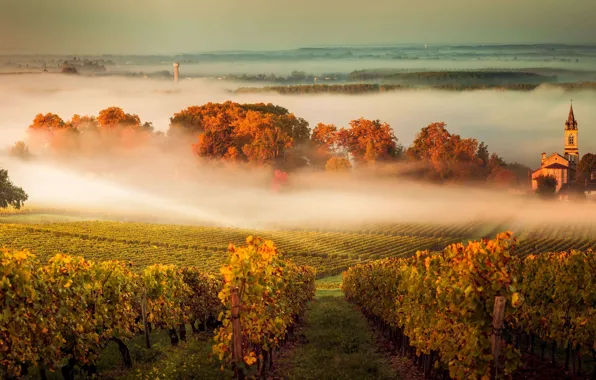 Autumn, sunset, fog, France, Church, vineyard, Bordeaux