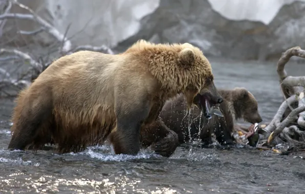 Bear, animal wildlife, grizzly mother
