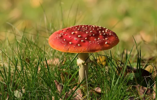 Autumn, grass, glade, mushroom, mushroom, AI art, neural network