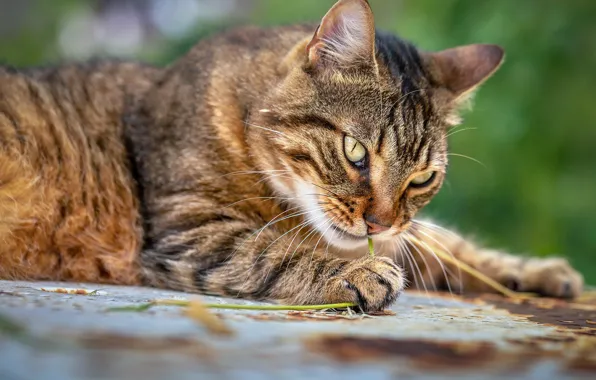 Cat, cat, look, nature, pose, face, striped