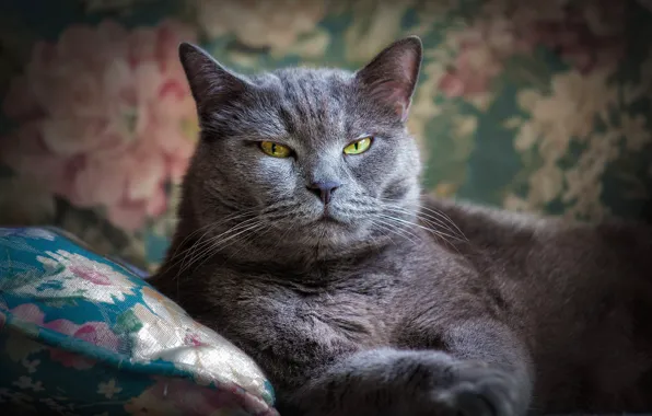 Cat, cat, look, face, pose, grey, background, pattern