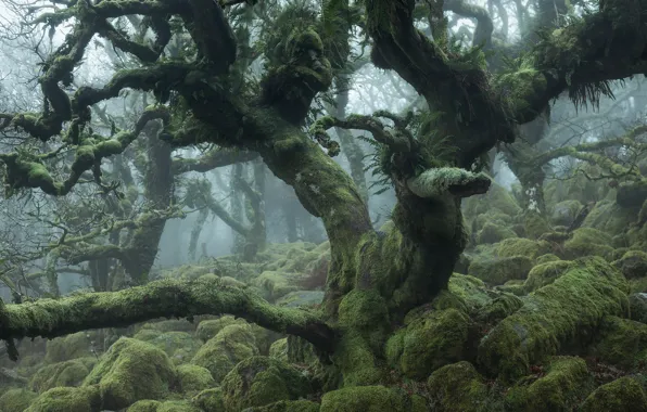 Forest, trees, branches, fog, stones, moss, curves, curved