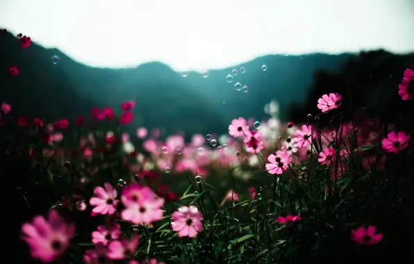 Picture summer, the sun, flowers, bubbles, bokeh, kosmeya