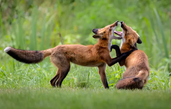The game, Fox, a couple, two foxes
