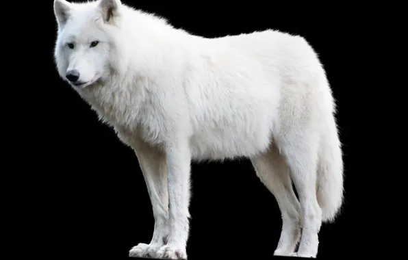 Nature, snow, predator, face, animal, wolf, wildlife, portrait