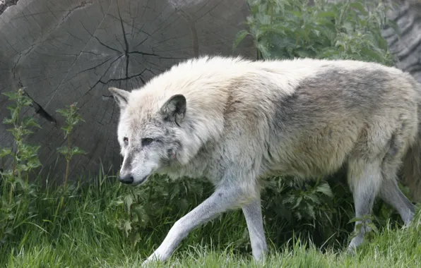 Nature, predator, animal, wolf, wildlife, portrait, portrait., Canis lupus. face