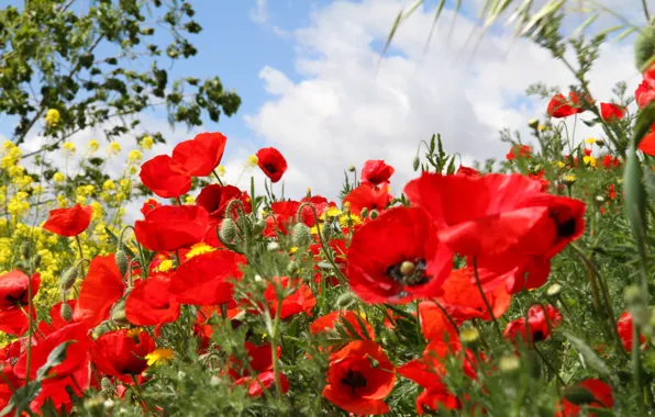 Field, the sky, clouds, flowers, Maki, meadow
