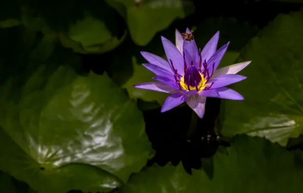 Leaves, water, pond, lilac, Nymphaeum, water Lily