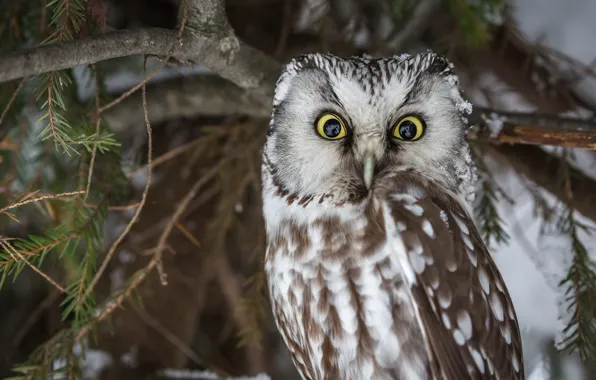 Picture winter, look, snow, branches, nature, owl, bird, portrait