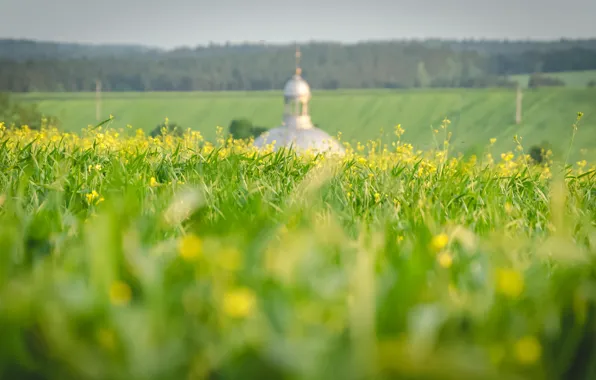 Greens, field, forest, summer, grass, flowers, view, blur