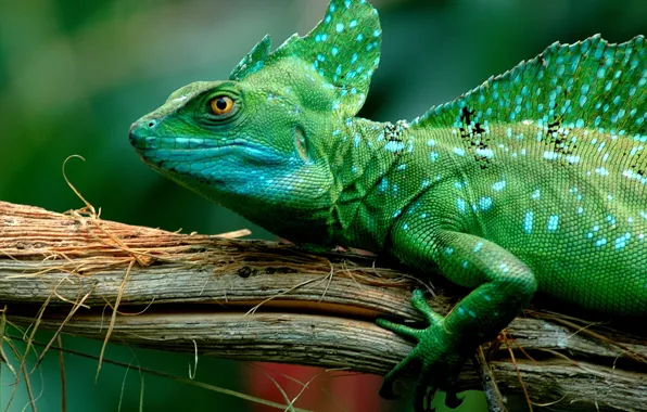 Picture lizard, green, vasilis k, Basilisk