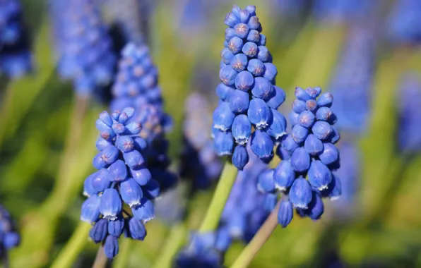 Macro, flowers, blue, nature, green, background, blue, glade