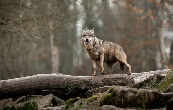 Picture forest, wet, pose, stones, grey, rain, wolf, log