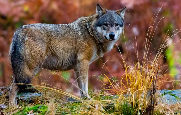 Autumn, grass, look, face, nature, grey, wolf, bokeh