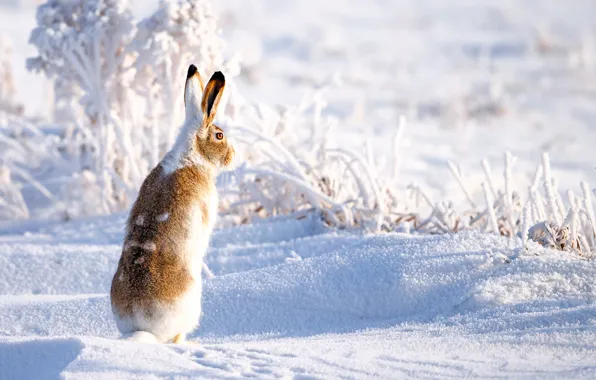 Winter, snow, hare